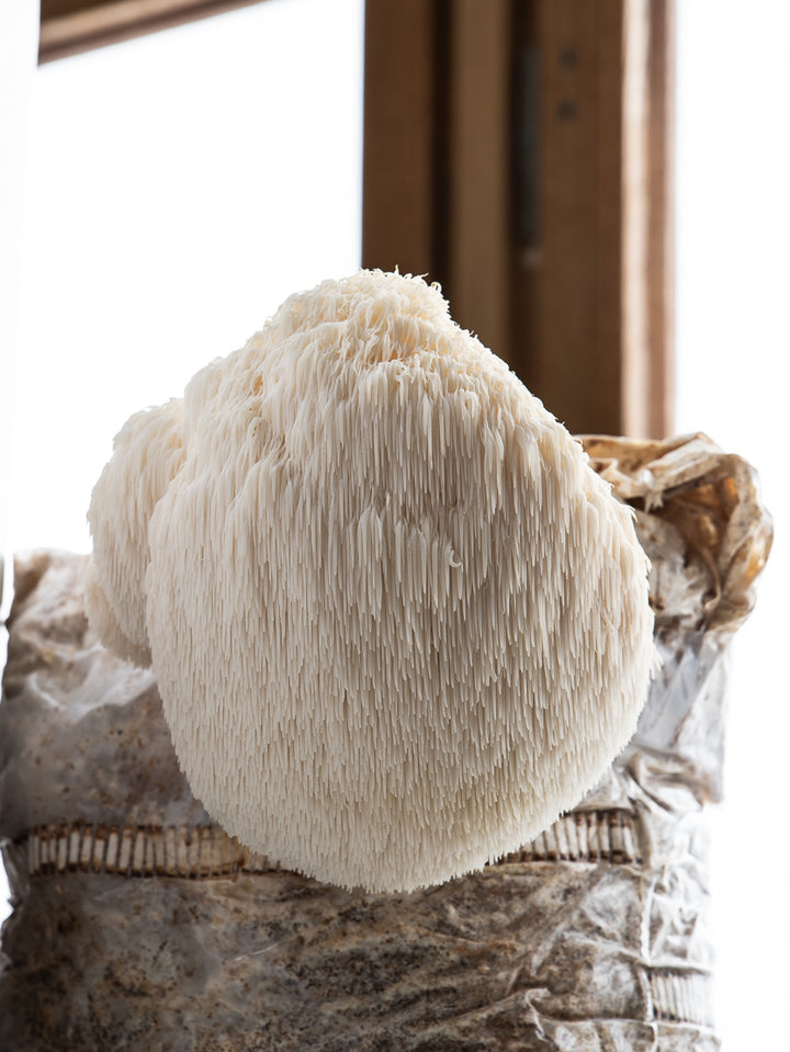 Igelkottaggsvamp (Hericium erinaceus) - Färdigt odlingsblock Färdigt Odlingsblock Min butik 1 st odlingsblock  