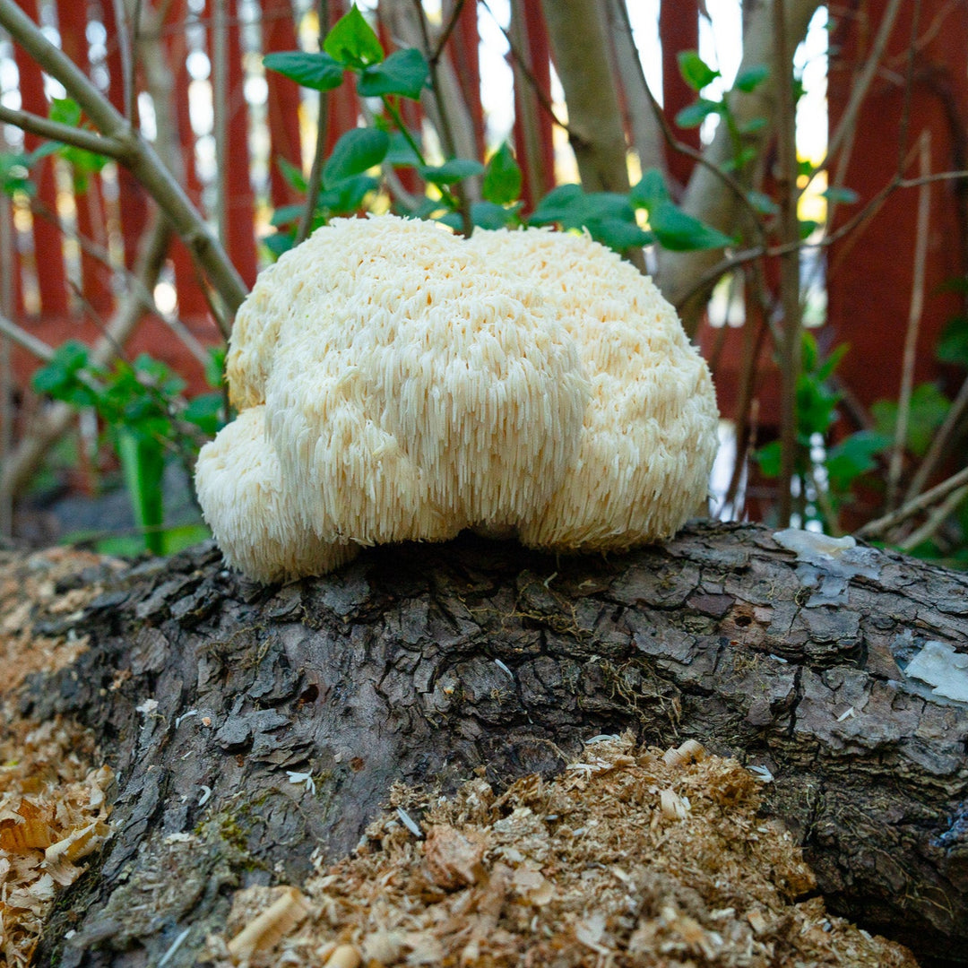 Igelkottstaggsvamp (Lions mane) - Mycelplugg (Hericium erinaceus) Mycelplugg Min butik