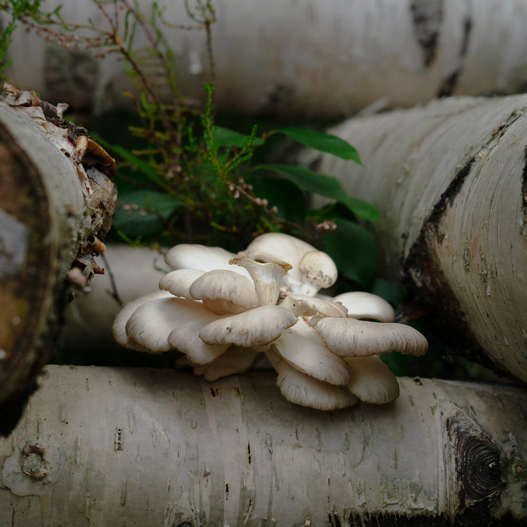 Grå ostronskivling (Pleurotus ostreatus) - Mycelplugg Mycelplugg Min butik