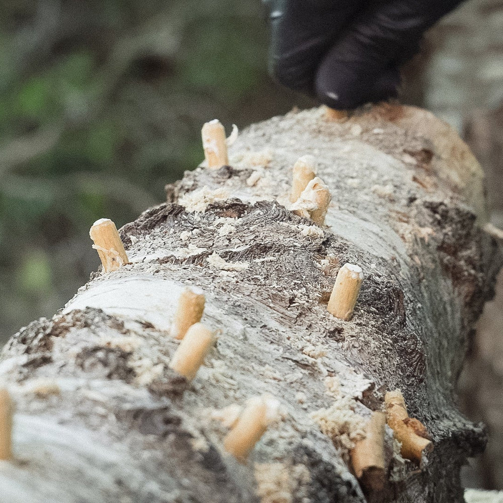 Grå ostronskivling (Pleurotus ostreatus) - Mycelplugg Mycelplugg Min butik