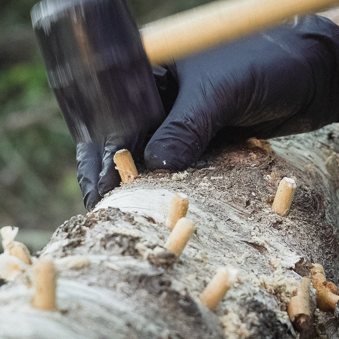 Mycelpluggskit Bästsäljare - Shiitake, Grå ostronskivling, Igelkottstaggsvamp mycelplugg-kit Svamphuset