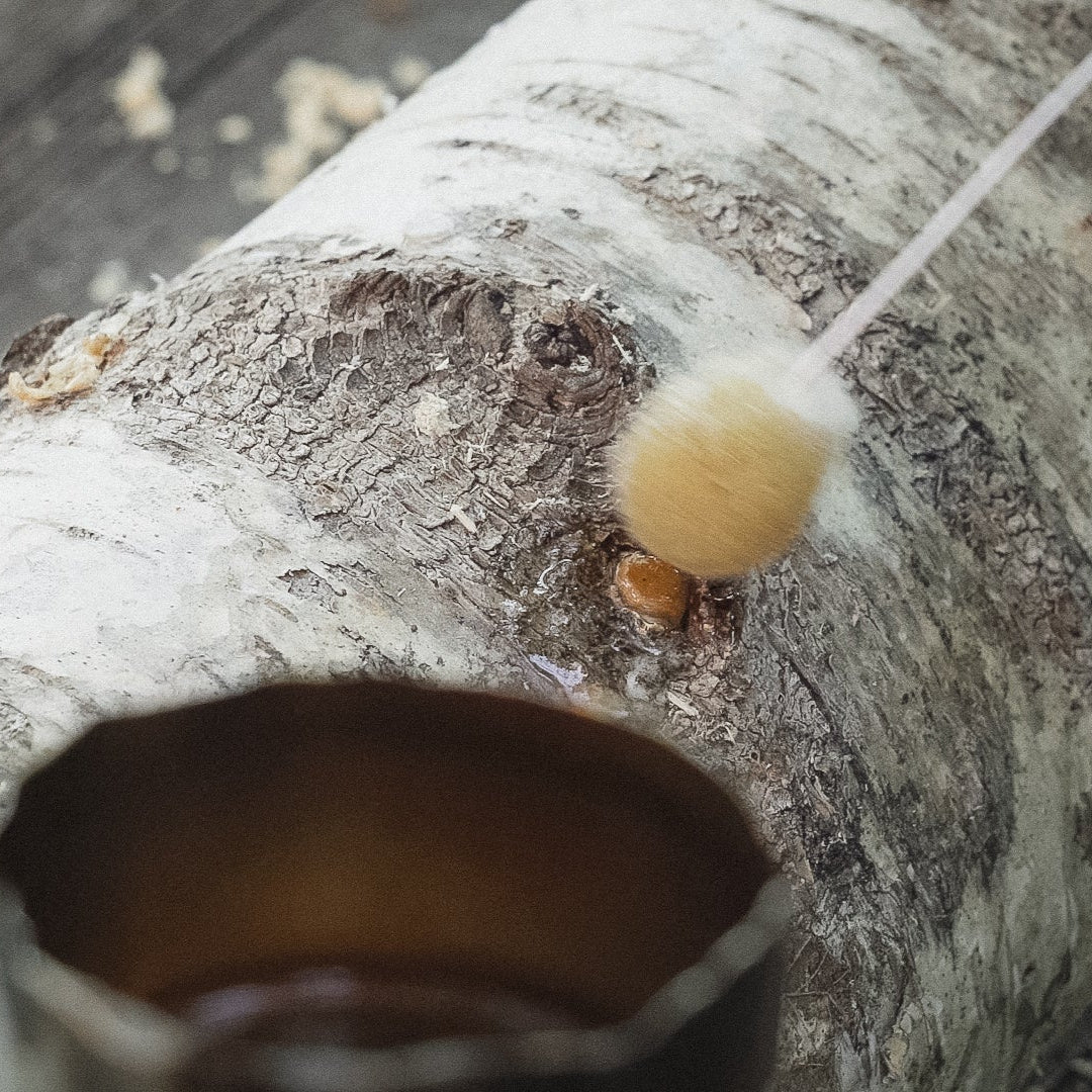 Mycelpluggskit Bästsäljare - Shiitake, Grå ostronskivling, Igelkottstaggsvamp mycelplugg-kit Svamphuset