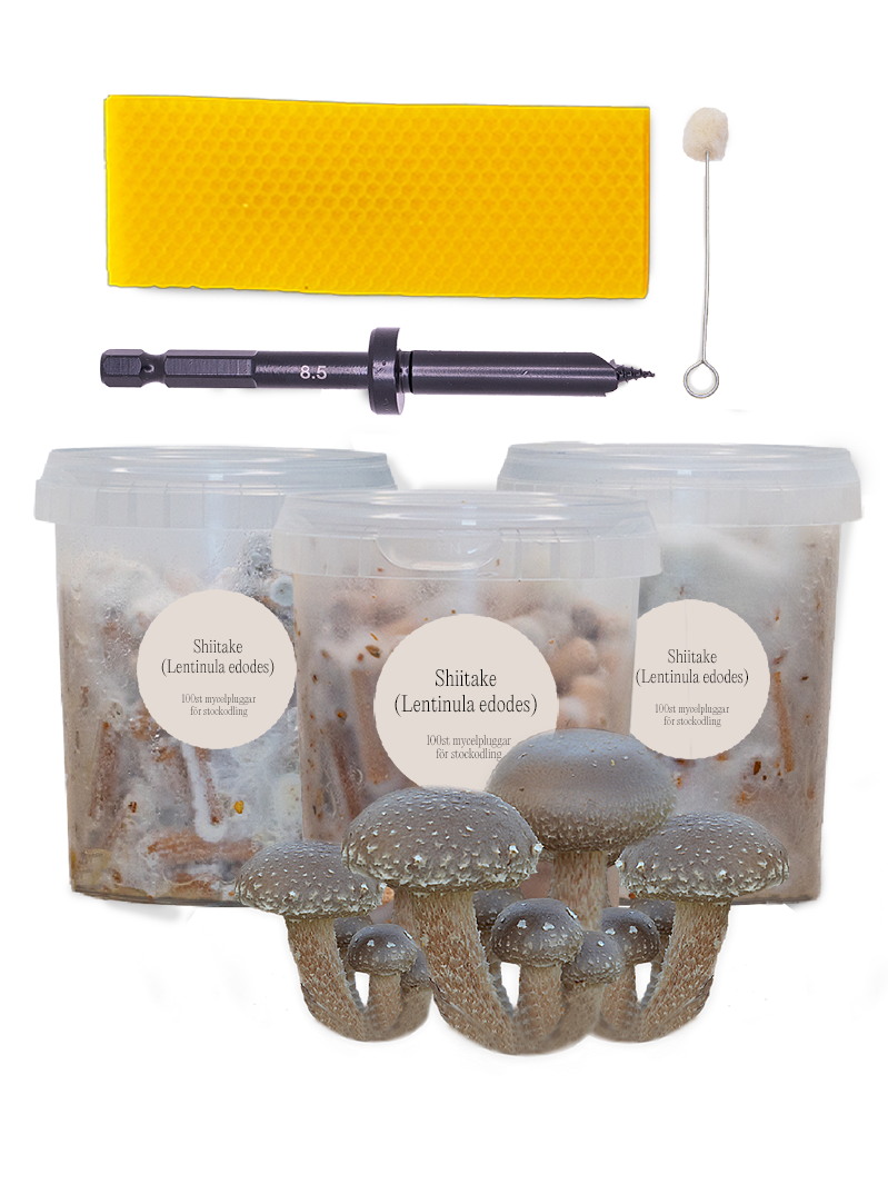 Mycelpluggskit - 3 x Shiitake mycelplugg-kit Svamphuset   