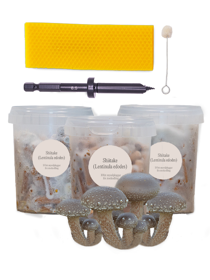 Mycelpluggskit - 3 x Shiitake mycelplugg-kit Svamphuset   