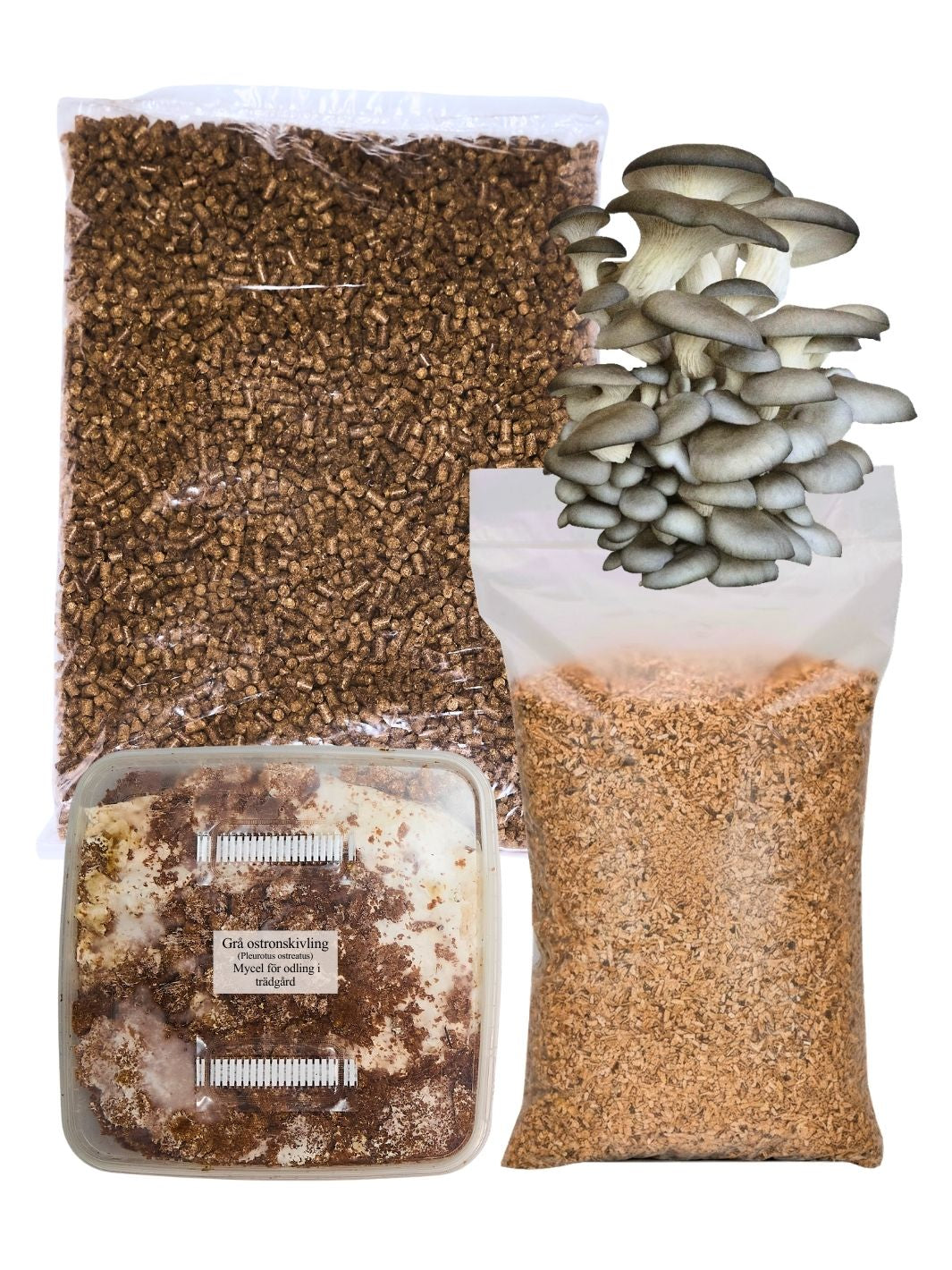 Grå ostronskivlings-kit för trädgårdsodling Trädgårdsodling Min butik   