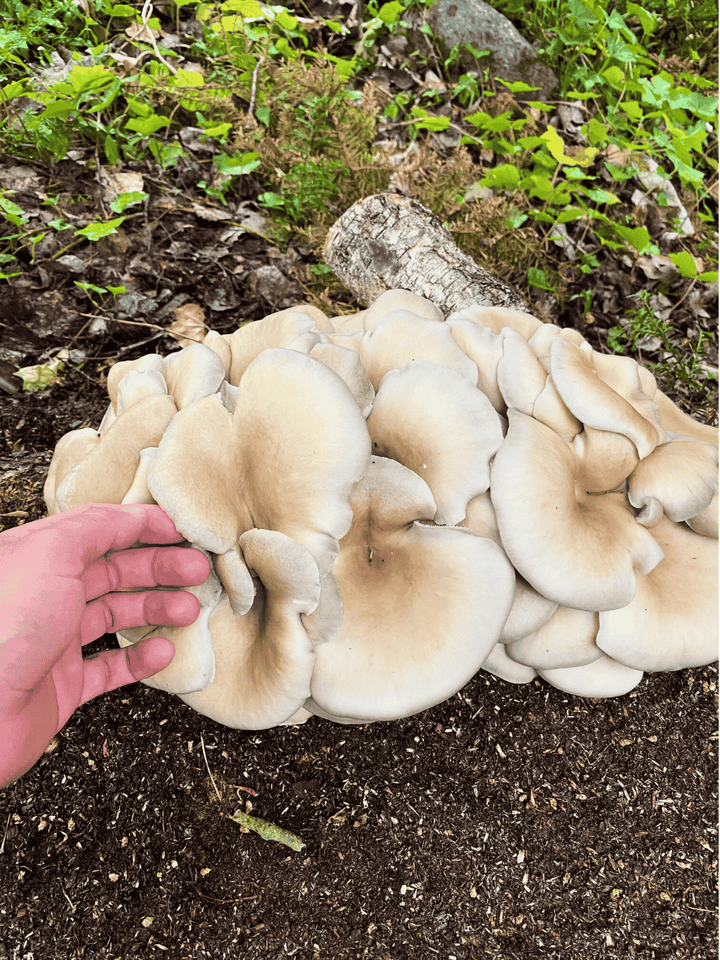 Grå ostronskivlings-kit för trädgårdsodling Trädgårdsodling Min butik   