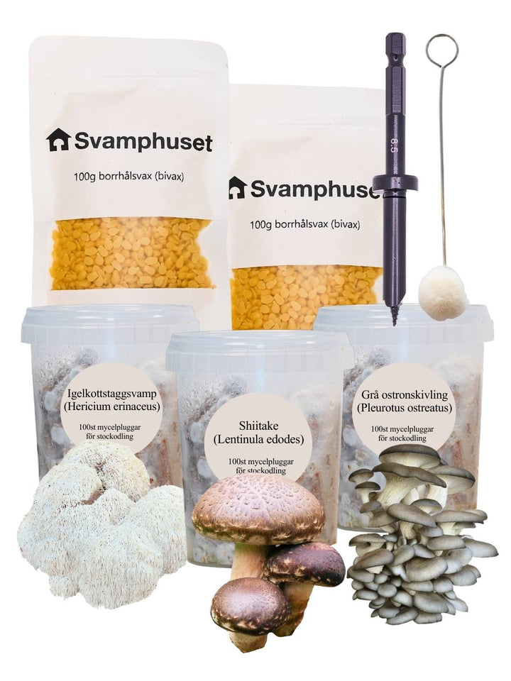 3-pack mycelpluggskit - Shiitake, Grå ostronskivling, Igelkottstaggsvamp (Bästsäljare) mycelplugg-kit Svamphuset