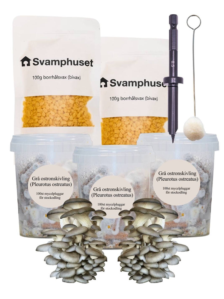 3-pack mycelpluggskit - 3 x Grå ostronskivling mycelplugg-kit Svamphuset