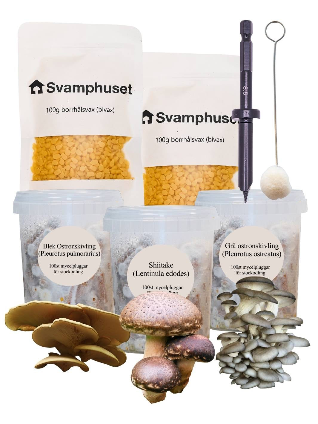 3-pack mycelpluggskit vår till höst - Blek ostronskivling, Grå ostronskivling, Shiitake mycelplugg-kit Svamphuset